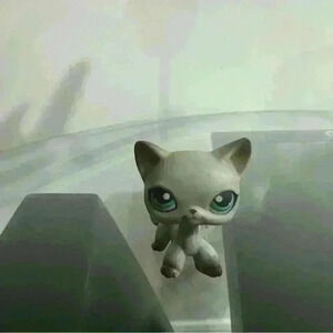 LPS short hair  cat